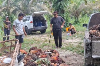 Kabar Gembira Petani Riau: Harga TBS Sawit Swadaya Tembus Rp4007 Per Kilogram