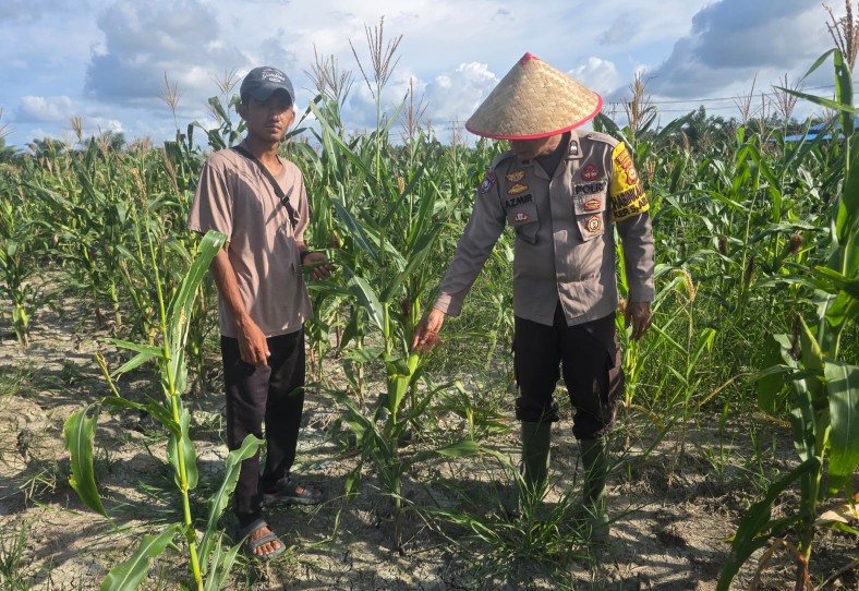 Program Ketahanan Pangan di Pekaitan Dipantau Polsek Bangko, Bibit Jagung Berkembang Baik